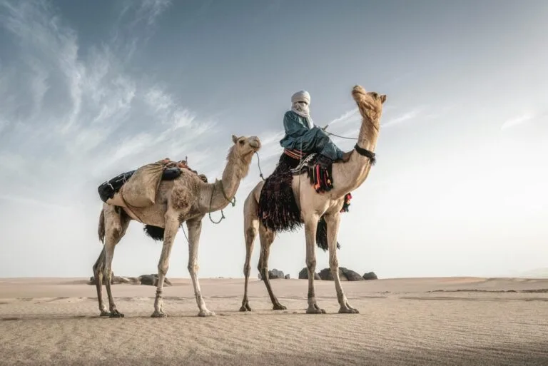 Merzouga camel ride scaled - Circuit désert Maroc Les Amis du Sahara